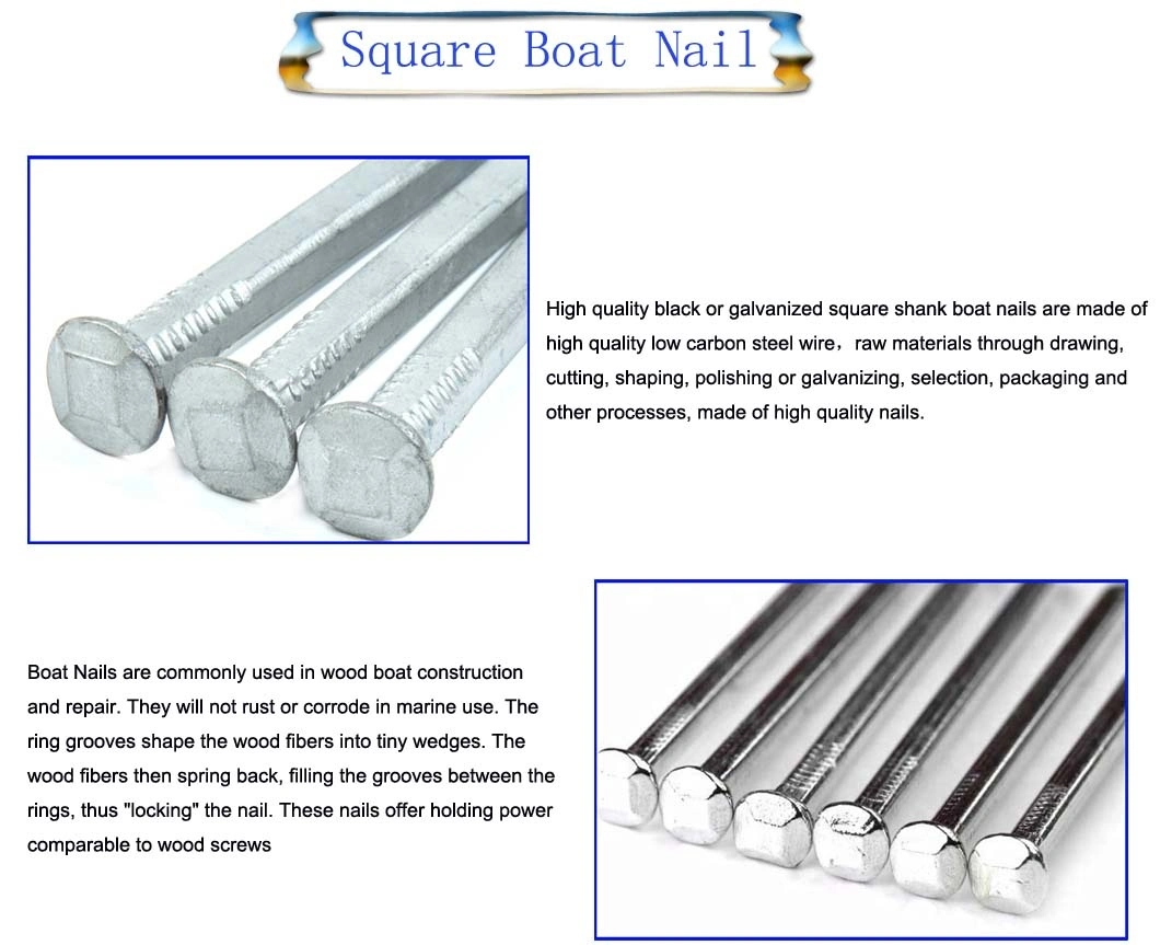 Professional Factory Galvanized Iron Common Square Shank Nail Square Boat Nail with High Quality